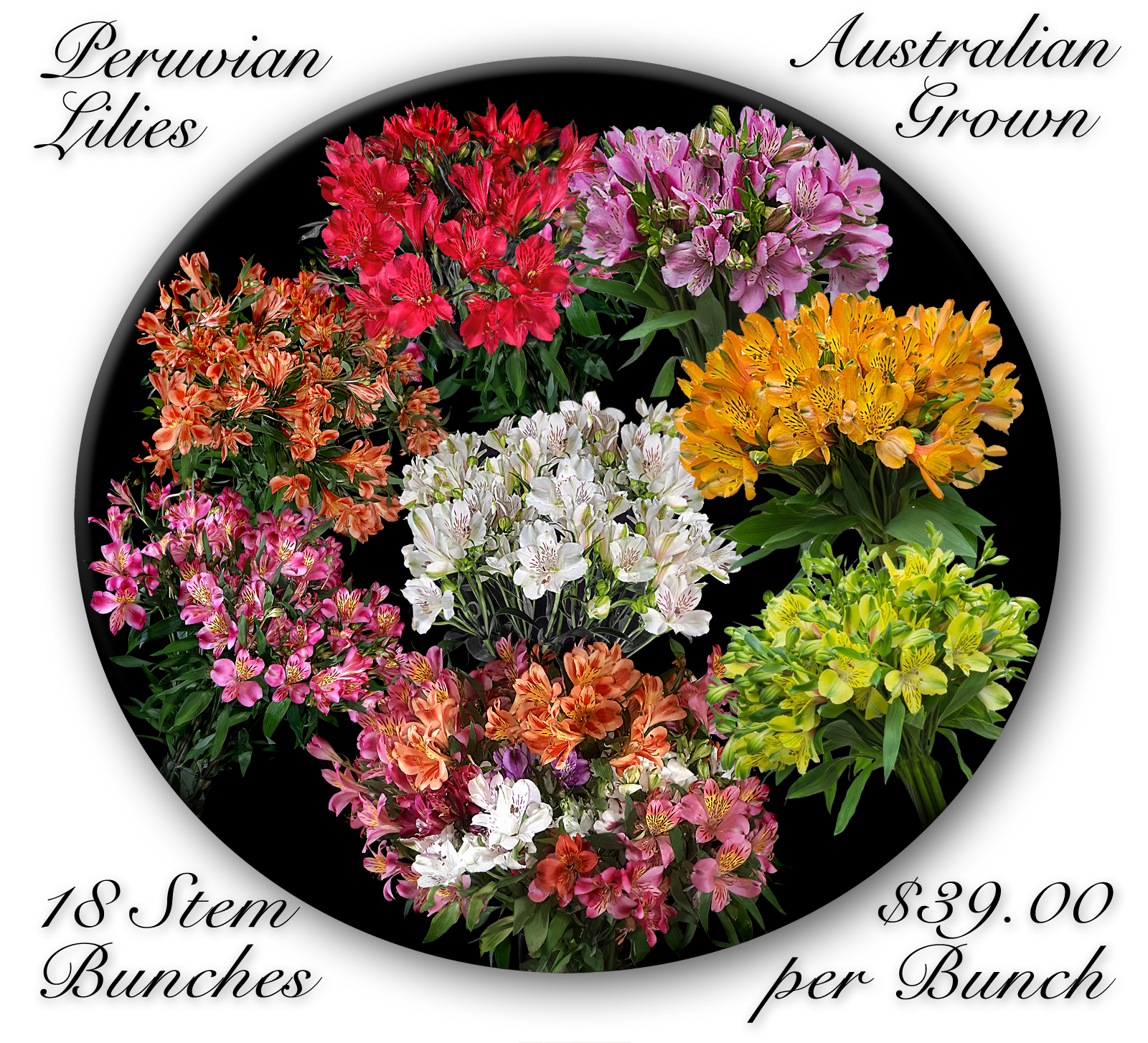 PERUVIAN LILIES