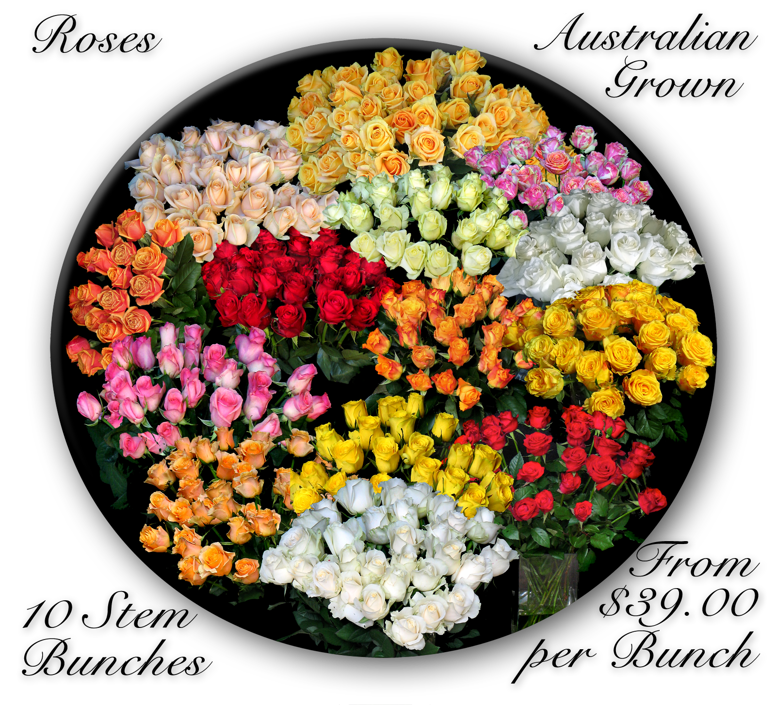 AUSTRALIAN ROSES
