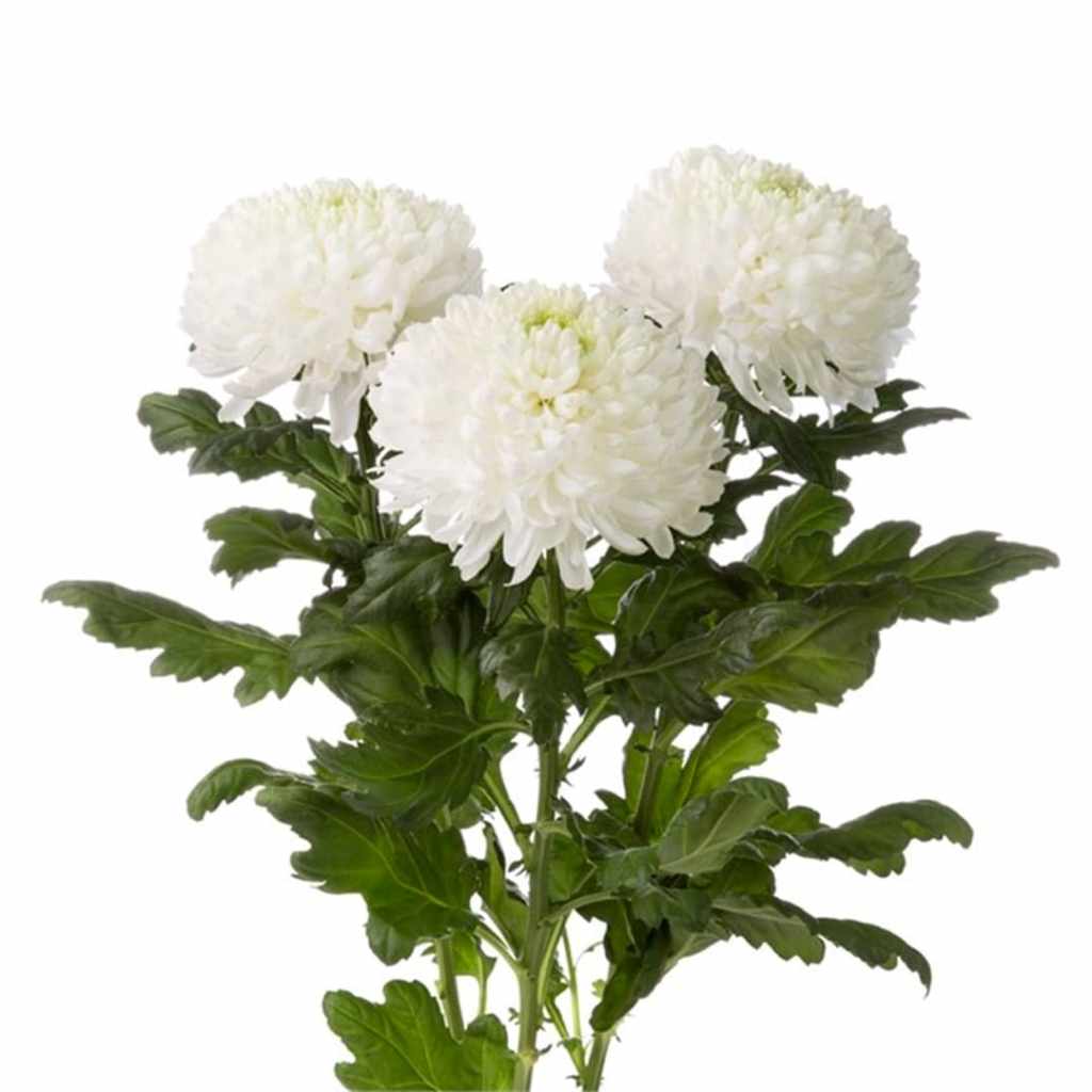 CHRYSANTHEMUM FOLIAGE